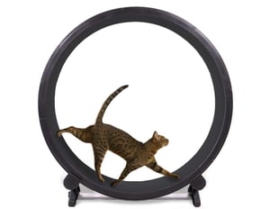 one fast cat exercise wheel